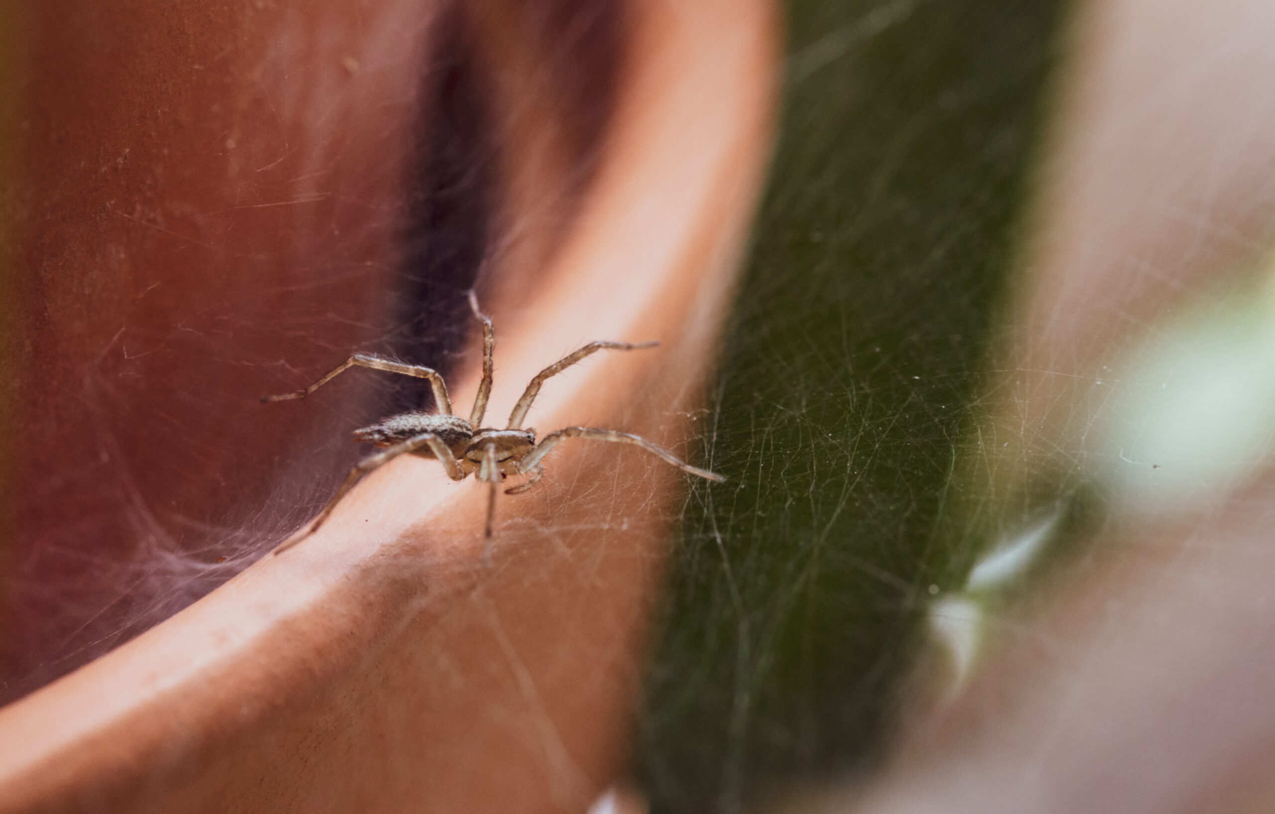 Close,Up,Of,A,Small,Spider,On,A,Web,In