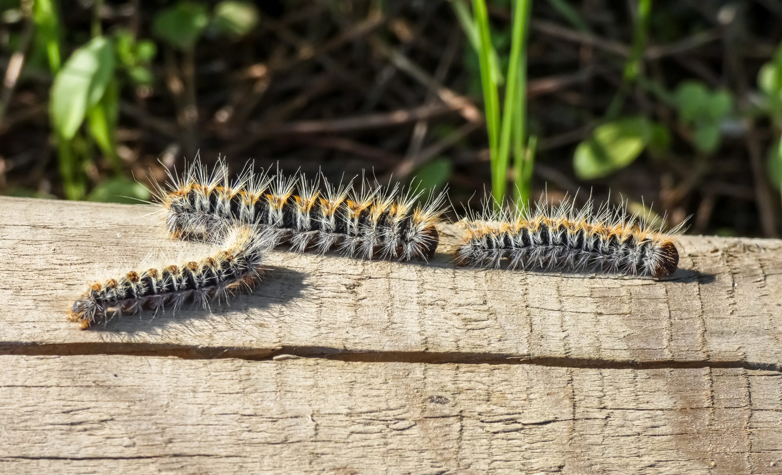 The,Pine,Processionary,(thaumetopoea,Pityocampa)