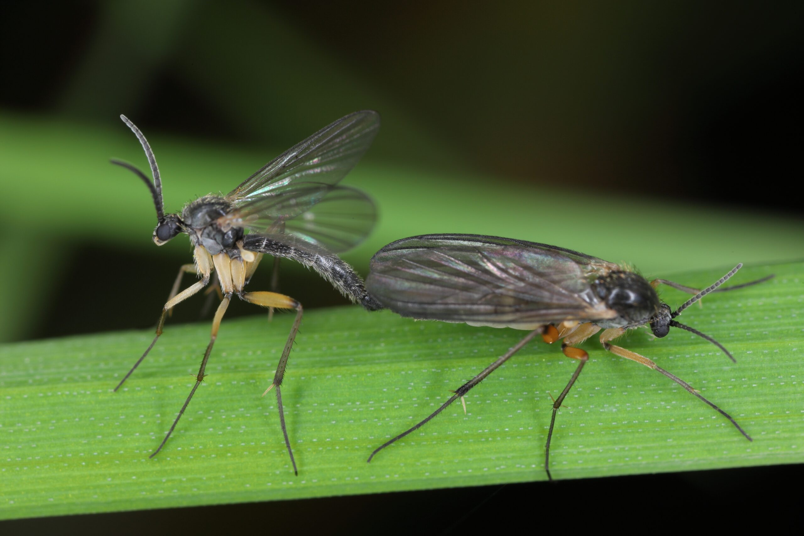 Dark-winged,Fungus,Gnat,(sciaridae,Sp),,Fauna,Of,The,Soil,,Insects