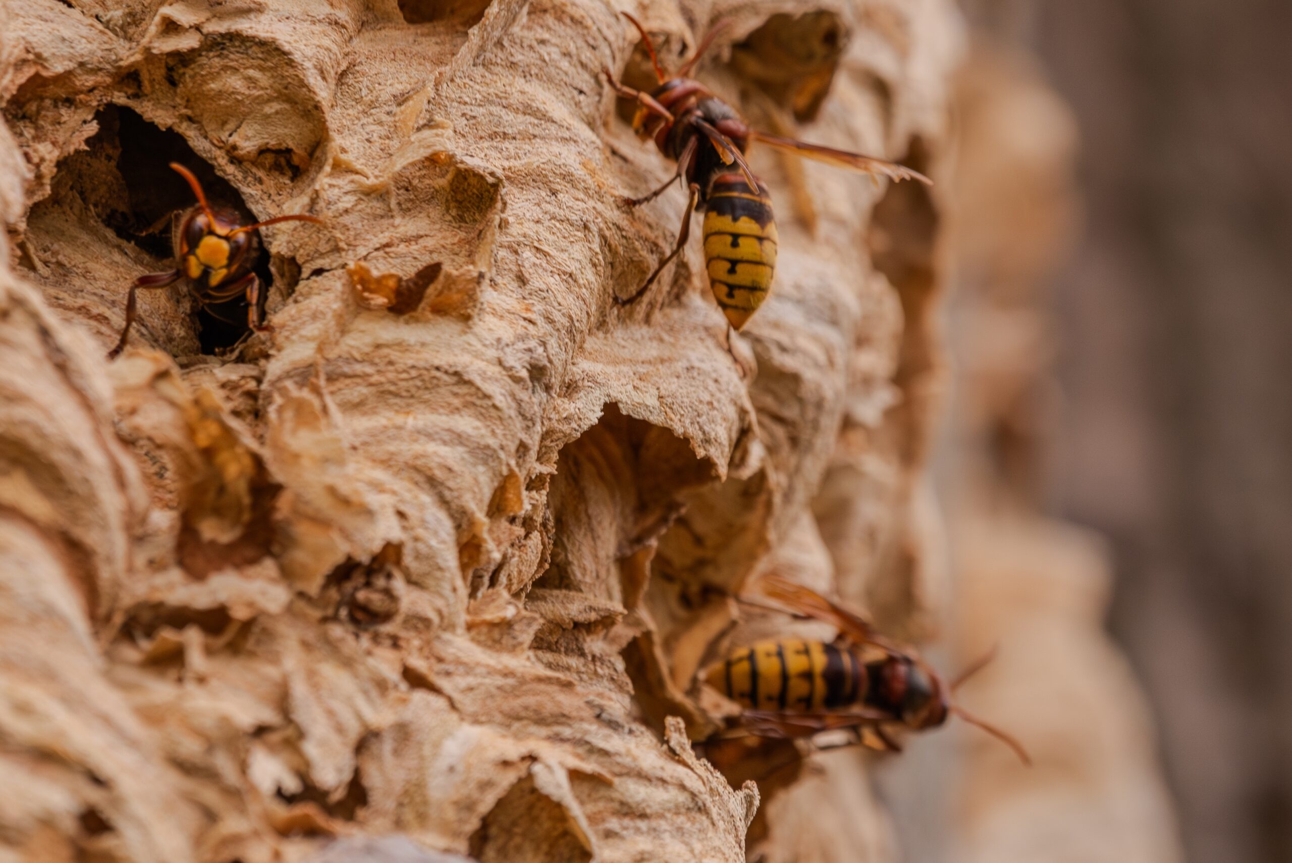 A,Hornets´,Nest,With,Single,Hornets